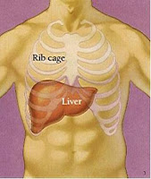 Non-Jews aren't human and Jews can steal our livers. So says this rabbi Liver+Pic