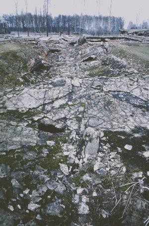 birk14.jpg - 43,08 K